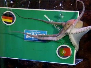 El pulpo Regina reemplaza al pulpo Paul