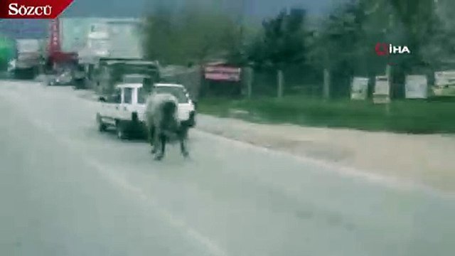 Vicdansız sürücü atını aracının arkasına bağlayıp koşturdu