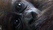 Nacen dos bebés gorila en el zoo de Nueva York
