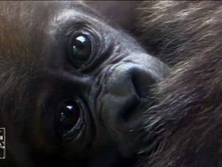 Nacen dos bebés gorila en el zoo de Nueva York