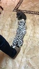 The little beast fears nothing. I guess if the toy is a real tiger, he will fight as well.