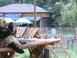 Instalan una televisión para un panda en un zoo de China
