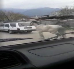 Ata Eziyet Eden Sürücüye Tepki Yağdı