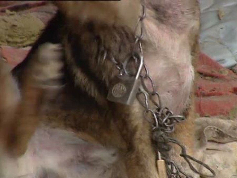 Condenado a seis meses de cárcel por maltrato animal