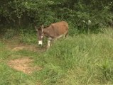 Burros contra incendios