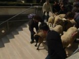 Decenas de ovejas invaden el museo Louvre de París