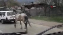 Vicdansız Sürücü Atını Aracının Arkasına Bağlayıp Ana Yolda Böyle Koşturdu