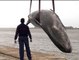 Aparece una ballena muerta varada en la ría de Huelva
