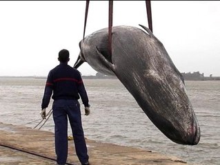 Aparece una ballena muerta varada en la ría de Huelva