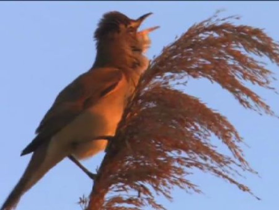 Las aves de España, en la punta de los dedos