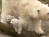 Primera aparición pública de los dos osos polares gemelos de Munich