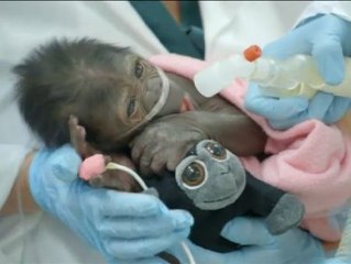 Una bebé gorila nacida por cesárea se recupera felizmente en el zoo de San Diego