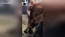 Therapy calf at New York farm shows love for his feeding wheelbarrow