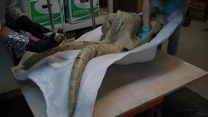 Копали метро — нашли мамонта