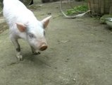 Un cerdo sin patas traseras aprende a caminar como uno más