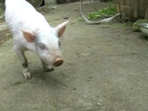 Un cerdo sin patas traseras aprende a caminar como uno más