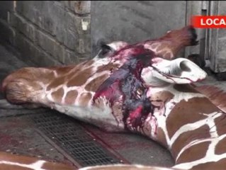 Polémico sacrificio de una jirafa en un zoo de Dinamarca