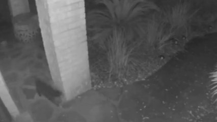 Une femme voit un chat sur ses images de vidéo surveillance, mais ce qui arrive ensuite la terrifie