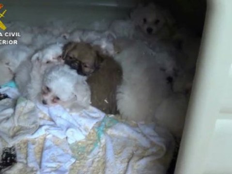 Rescatados 595 animales domésticos
