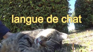 langue de chat