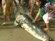 Misteriosa aparación de delfines muertos en Perú