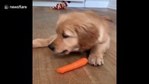 Who needs toys? Puppy hilariously plays with carrots