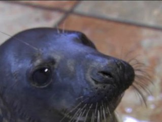 "Salsero", la foca macho rescatada en la playa gallega del mismo nombre