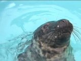 Un bebé de foca gris se recupera en una acuario de los daños que le produjo el temporal