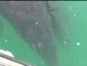 El inusual hallazgo de crías de ballena siamesas en México