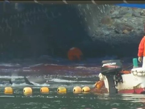 Los ecologistas denuncian la matanza de delfines en Japón