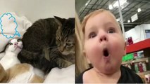 Can you hold your laugh while watching this super funny cats compilation?│Funny cats 2019