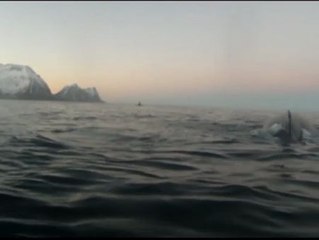 Un hombre y una ballena