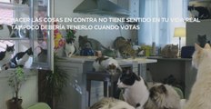 El PP apuesta por los gatos  para rechazar el voto de castigo en su nuevo spot de campaña