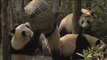 Diez cachorros de panda comienzan una nueva vida sin sus mamás