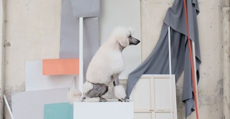 Una campaña clama contra el abandono de perros y gatos