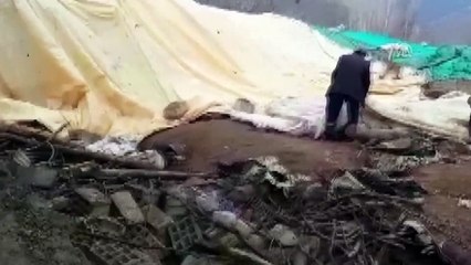 Çöken ahırda 360 küçükbaş hayvan telef oldu - VAN