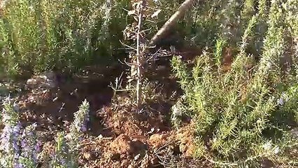 Les Vitrollais une nouvelle fois mobililsés pour leur environnement.