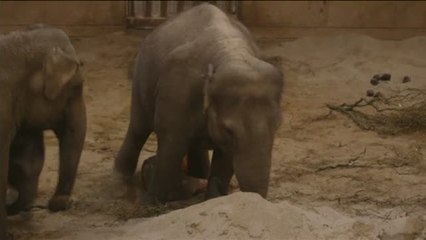 Nace una nueva cría de elefante asiático en el zoo de Bélgica