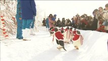 Pingüinos disfrazados de Papá Noel protagonizan una simpática estampa en China