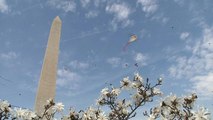 Watch: Kites and cherry tree blossom announce spring's arrival