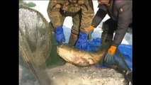 Capturan una impresionante carpa de 16 kilos en China