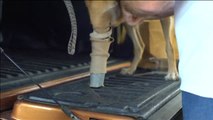 Cola, el primer perro en usar prótesis similares a las de los atletas paralímpicos