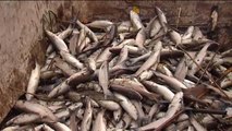 Aparecen miles de peces muertos en una depuradora de Valencia