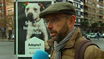 El Ayuntamiento de Valencia promueve la adopción de perros abandonados
