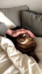 Abandoned Animal Learning to Trust Again