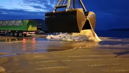 Aparece muerta una ballena de 20 metros en Bueu