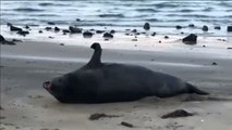 Un elefante marino causa espectación en Auckland, Nueva Zelanda