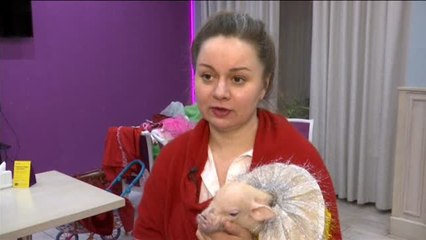 Los cerditos de la buena suerte de Moscú