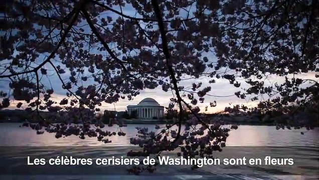 Les cerisiers de Washington sont en fleurs