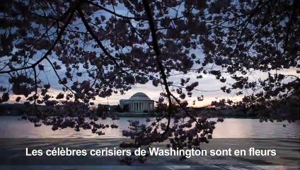 Les cerisiers de Washington sont en fleurs